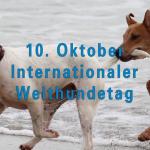 Internationaler Welthundetag