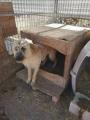 hundehuettespanien3.jpg