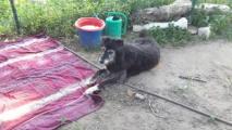 scruffy-juli18.jpg