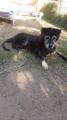 scruffy0819.jpg