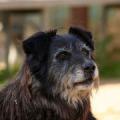 scruffy1.jpg
