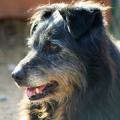 scruffy6.jpg