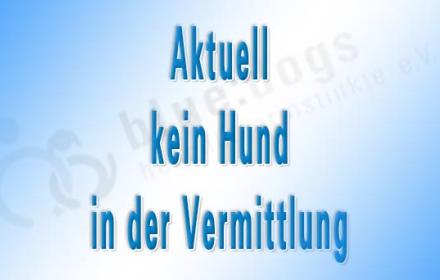 aktuell befindet sich kein Hund in Vermittlung