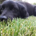 Brutus