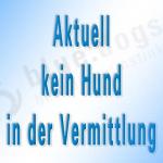 z.Zt. kein Hund in Vermittlung