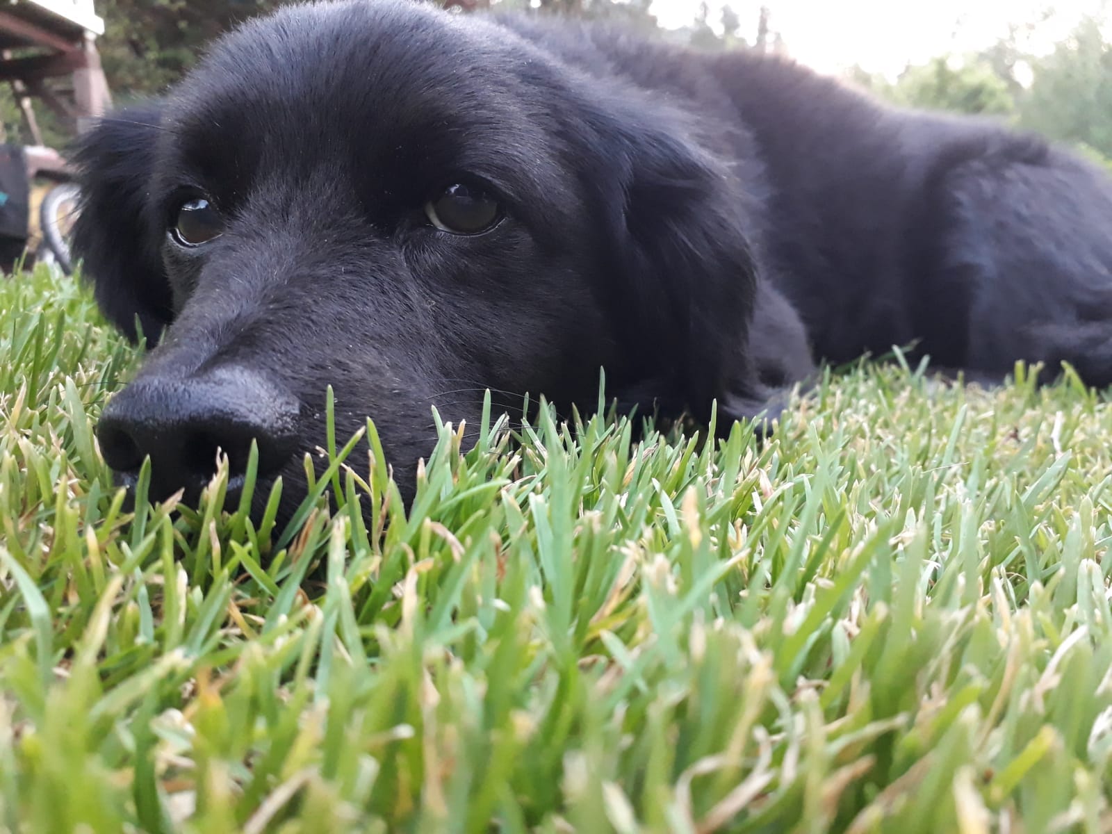 bluedogs by beschützerinstinkte e.V. Brutus